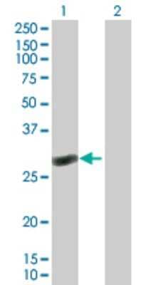 Western Blot: RAB40C Antibody [H00057799-B01P] - Analysis of RAB40C expression in transfected 293T cell line by RAB40C polyclonal antibody.  Lane 1: RAB40C transfected lysate(30.91 KDa). Lane 2: Non-transfected lysate.