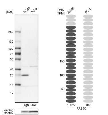 Western Blot: RAB5C Antibody [NBP1-80858] - Analysis in human cell lines A-549 and PC-3 using Anti-RAB5C antibody. Corresponding RAB5C RNA-seq data are presented for the same cell lines. Loading control: Anti-COX4I1.