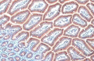 <b>Genetic Strategies Validation. </b>Immunohistochemistry-Paraffin: RAB6A Antibody (HL1047) [NBP3-13701] - RAB6A antibody [HL1047] detects RAB6A protein at Golgi apparatus by immunohistochemical analysis. Sample: Paraffin-embedded mouse intestine. RAB6A stained by RAB6A antibody [HL1047] (NBP3-13701) diluted at 1:100. Antigen Retrieval: Citrate buffer, pH 6.0, 15 min