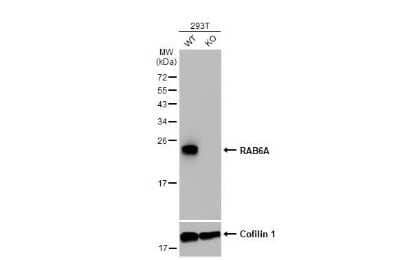 Western Blot: RAB6A Antibody (HL1047) [NBP3-13701] - Wild-type (WT) and RAB6A knockout (KO) 293T cell extracts (30 ug) were separated by 12% SDS-PAGE, and the membrane was blotted with RAB6A antibody [HL1047] (NBP3-13701) diluted at 1:1000. The HRP-conjugated anti-rabbit IgG antibody (NBP2-19301) was used to detect the primary antibody.