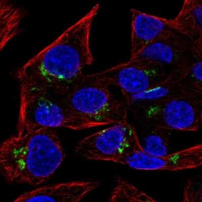 Immunocytochemistry/Immunofluorescence: RAB6A Antibody [NBP2-32386] - Staining of human cell line Hep G2 shows localization to the Golgi apparatus. Antibody staining is shown in green.