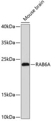 Western Blot: RAB6A Antibody [NBP2-93765] - Analysis of extracts of mouse brain, using RAB6A .Exposure time: 90s.