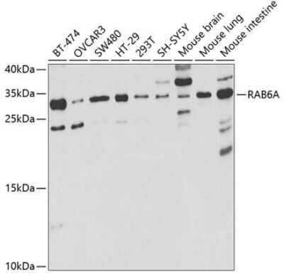 Western Blot: RAB6A Antibody [NBP2-94317] - Analysis of extracts of various cell lines, using RAB6A . Exposure time: 30s.