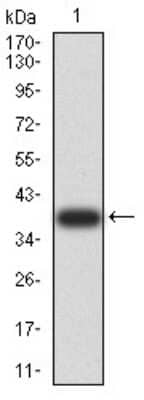 Western Blot: RAB6B Antibody (6D12G9) [NBP2-61824] - Analysis using Rab6b mAb against human Rab6b (AA: 95-208) recombinant protein. (Expected MW is 38.7 kDa)