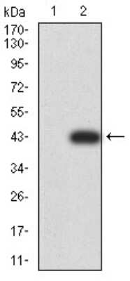 Western Blot: RAB6B Antibody (6D12G9) [NBP2-61824] - Analysis using Rab6b mAb against HEK293 (1) and Rab6b (AA: 95-208)-hIgGFc transfected HEK293 (2) cell lysate.