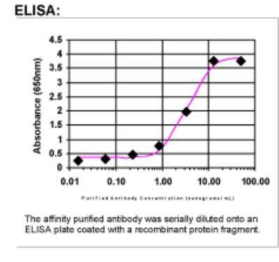 ELISA: RAB6B Antibody [24320002]