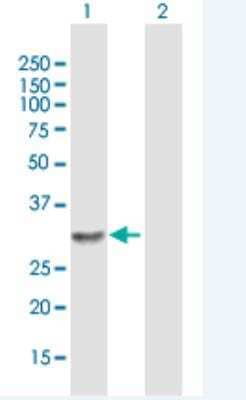 Western Blot: RAB6D Antibody [H00150786-B01P-50ug] -  Analysis of LOC150786 expression in transfected 293T cell line by LOC150786 MaxPab polyclonal antibody. Lane 1: LOC150786 transfected lysate(27.94 KDa).Lane 2: Non-transfected lysate.