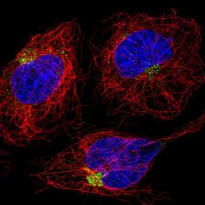 Immunocytochemistry/ Immunofluorescence RAB6IP1 Antibody