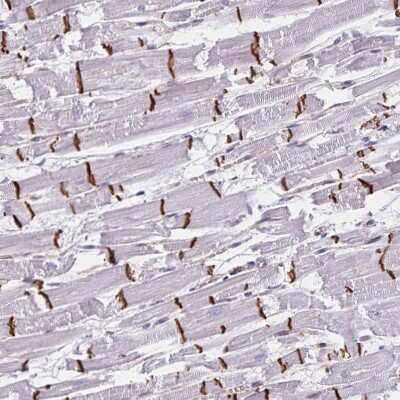 Immunohistochemistry-Paraffin RAB9B Antibody - BSA Free
