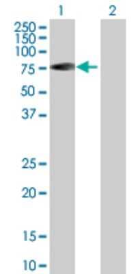 Western Blot: RABEP2 Antibody [H00079874-B01P] - Analysis of RABEP2 expression in transfected 293T cell line by RABEP2 polyclonal antibody.  Lane 1: RABEP2 transfected lysate(58.63 KDa). Lane 2: Non-transfected lysate.