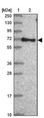 Western Blot: RABEP2 Antibody [NBP2-13195] - Lane 1: Marker [kDa] 250, 130, 95, 72, 55, 36, 28, 17, 10Lane 2: Human cell line RT-4