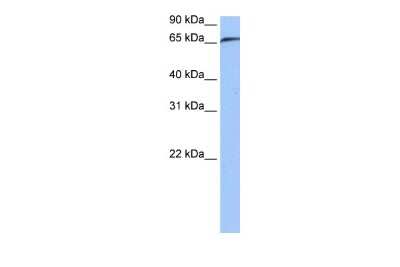 Western Blot RABGGTA Antibody - BSA Free