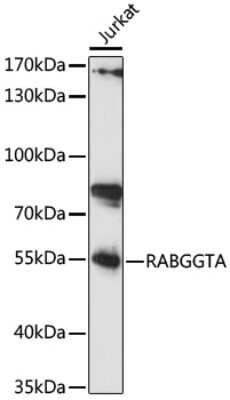 Western Blot RABGGTA Antibody - Azide and BSA Free