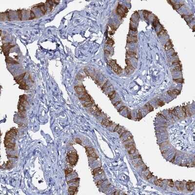Immunohistochemistry-Paraffin: RABL2A Antibody [NBP2-46696] - Staining of human fallopian tube shows moderate cytoplasmic positivity in glandular cells.