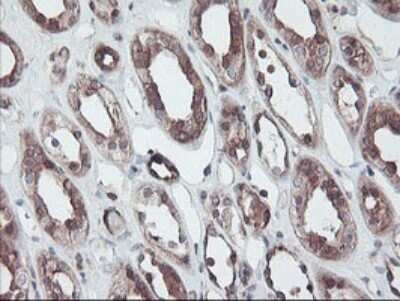 Immunohistochemistry: RABL2A Antibody (OTI4A3) - Azide and BSA Free [NBP2-73777] - Analysis of Human Kidney tissue within the normal limits.
