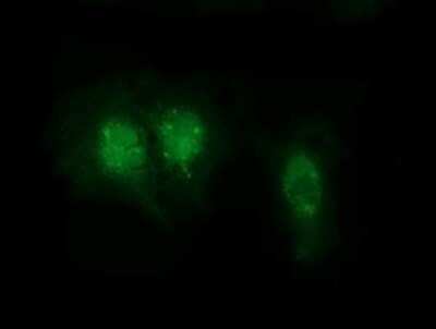 Immunocytochemistry/Immunofluorescence: RABL2A Antibody (OTI4A8) - Azide and BSA Free [NBP2-73776] - Staining of COS7 cells transiently transfected by pCMV6-ENTRY RABL2A.