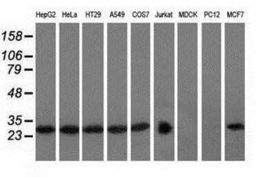 Western Blot RABL2A Antibody (OTI4A8) - Azide and BSA Free