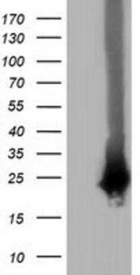 Western Blot RABL2A Antibody (OTI4A8) - Azide and BSA Free