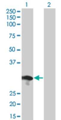 Western Blot RABL2B Antibody (1B10) - Azide and BSA Free