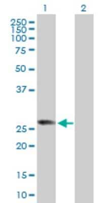 Western Blot: RABL2B Antibody [H00011158-D01P] - Analysis of RABL2B expression in transfected 293T cell line by RABL2B polyclonal antibody.Lane 1: RABL2B transfected lysate(26.20 KDa).Lane 2: Non-transfected lysate.