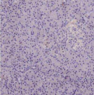 Immunohistochemistry-Paraffin: RAC3 Antibody [NBP2-32058] - Staining of human pancreas shows no positivity in exocrine glandular cellas as expected.