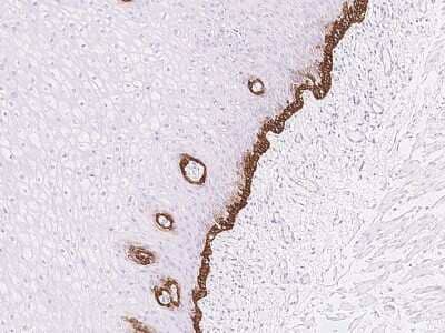 Immunohistochemistry-Paraffin: RAC3 Antibody [NBP2-97482] - Immunochemical staining of human RAC3 in human esophagus with rabbit polyclonal antibody at 1:1000 dilution, formalin-fixed paraffin embedded sections.