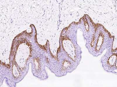 Immunohistochemistry-Paraffin: RAC3 Antibody [NBP2-97482] - Immunochemical staining of human RAC3 in human skin with rabbit polyclonal antibody at 1:1000 dilution, formalin-fixed paraffin embedded sections.