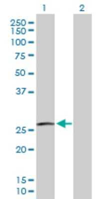 Western Blot: RAC3 Antibody [H00005881-D01P] - Analysis of RAC3 expression in transfected 293T cell line by RAC3 polyclonal antibody.Lane 1: RAC3 transfected lysate(21.40 KDa).Lane 2: Non-transfected lysate.