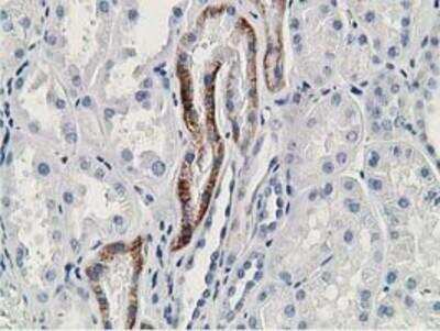 Immunohistochemistry-Paraffin: RACK1/GNB2L1 Antibody (2D8) [NBP2-00612] - Staining of paraffin-embedded Human Kidney tissue using anti-GNB2L1 mouse monoclonal antibody.