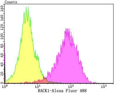 Flow Cytometry: RACK1/GNB2L1 Antibody (JG40-26) [NBP2-76864] - Flow cytometric analysis of SH-SY-5Y cells with RACK1 antibody at 1/100 dilution (purple) compared with an unlabelled control (cells without incubation with primary antibody; yellow). Alexa Fluor 488-conjugated goat anti-rabbit IgG was used as the secondary antibody.