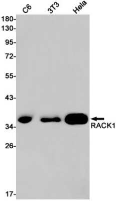 Western Blot: RACK1/GNB2L1 Antibody (S02-1K6) [NBP3-14967] - Western blot detection of RACK1/GNB2L1 in C6, 3T3, Hela cell lysates using RACK1/GNB2L1 Rabbit mAb (1:1000 diluted). Predicted band size: 35kDa. Observed band size: 35kDa.