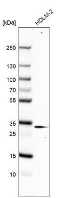 Western Blot: RACK1/GNB2L1 Antibody [NBP1-83356] - Analysis in human cell line HDLM-2.