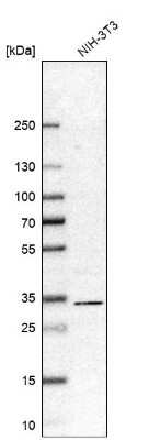 Western Blot: RACK1/GNB2L1 Antibody [NBP1-83356] - Analysis in mouse cell line NIH-3T3.