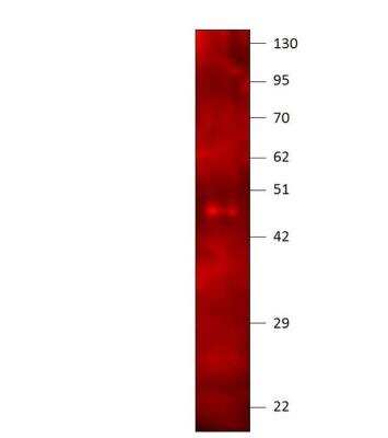 Western Blot: RACK1/GNB2L1 Antibody [NBP3-12416] - A. Thaliana extract. 1:500 antibody dilution in diluobuffer.