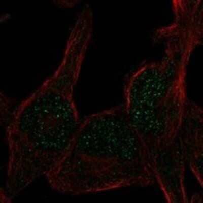 Immunocytochemistry/ Immunofluorescence RAD26L Antibody - BSA Free
