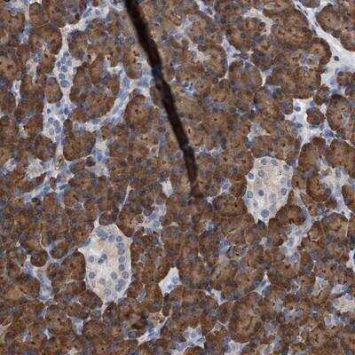 Immunohistochemistry-Paraffin: RAD26L Antibody [NBP1-81944] - Staining of human pancreas shows strong positivity in exocrine pancreas.