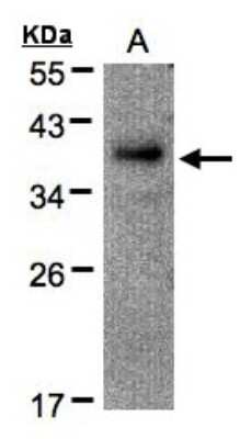 Western Blot: RAD51AP1 Antibody [NBP1-31046] - Sample(30 ug of whole cell lysate)A:Raji12% SDS PAGE, antibody diluted at 1:500.