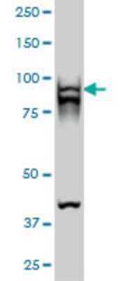 Western Blot: RAD54B Antibody (4A7) [H00025788-M01] - RAD54B monoclonal antibody (M01), clone 4A7 Analysis of RAD54B expression in Hela S3 NE.