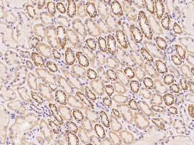 Immunohistochemistry: RAD9B Antibody [NBP3-06241] - Immunochemical staining of human RAD9B in human kidney with rabbit polyclonal antibody at 1:2000 dilution, formalin-fixed paraffin embedded sections.