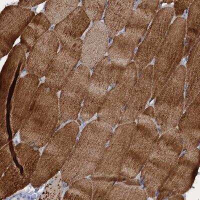 Immunohistochemistry-Paraffin RAD9B Antibody - BSA Free