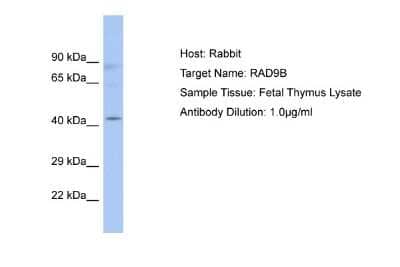 Western Blot RAD9B Antibody - BSA Free