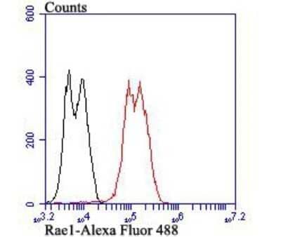 Flow Cytometry: RAE1 Antibody [NBP2-80421] - Analysis of LOVO cells with Rae1 antibody at 1/100 dilution (red) compared with an unlabeled control (cells without incubation with primary antibody; black). Alexa Fluor 488-conjugated goat anti-rabbit IgG was used as the secondary antibody. Analysis of LOVO cells with Rae1 antibody at 1/100 dilution (red) compared with an unlabeled control (cells without incubation with primary antibody; black). Alexa Fluor 488-conjugated goat anti-rabbit IgG was used as the secondary antibody.