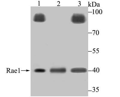 Western Blot: RAE1 Antibody [NBP2-80421] - Analysis of RAE1 on different lysates using anti-RAE1 antibody at 1/500 dilution. Positive control: Lane 1: PC-3   Lane 2: Mouse testis tissue Lane 3: Rat testis tissue