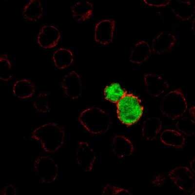 Immunocytochemistry/Immunofluorescence: RAG1 Antibody [NBP2-68656] - Staining of human cell line REH shows localization to nucleus. Antibody staining is shown in green.