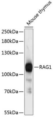 Western Blot: RAG1 Antibody [NBP2-93122] - Analysis of extracts of mouse thymus, using RAG1 at 1:3000 dilution.Secondary antibody: HRP Goat Anti-Rabbit IgG (H+L) at 1:10000 dilution.Lysates/proteins: 25ug per lane.Blocking buffer: 3% nonfat dry milk in TBST.Detection: ECL Basic Kit .Exposure time: 90s.