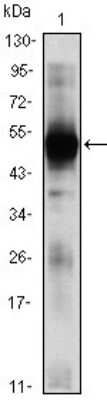 Western Blot: RAG2 Antibody (4D5) [NBP1-47482] - Western blot analysis using RAG2 mouse mAb against RAG2-hIgGFc transfected HEK293 (1)cell lysate.