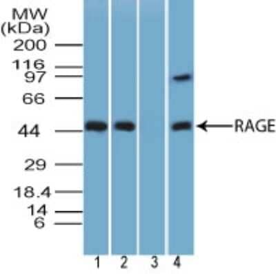 Western Blot: RAGE Antibody [NBP2-03950] - analysis of RAGE in 1) human lung tissue lysate, mouse lung tissue lysate in the 2) absence and 3) presence of immunizing peptide, and 4) rat lung tissue lysate using this antibody. 1 and 0.5 ug/ml, respectively. goat anti-rabbit Ig HRP secondary antibody and PicoTect ECL substrate solution were used for this test.