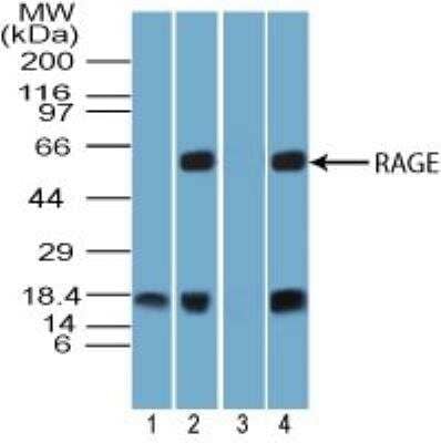 Western Blot: RAGE Antibody [NBP2-03951] - Analysis of RAGE in 1) human lung tissue lysate, mouse lung tissue lysate in the 2) absence and 3) presence of immunizing peptide, and 4) rat lung tissue lysate using this antibody. 1 and 0.1 ug/ml, respectively. goat anti-rabbit Ig HRP secondary antibody and PicoTect ECL substrate solution were used for this test. Note: This antibody was raised against an amino acid sequence that is 100% conserved in human, however testing shows that it does not detected the expected approximately 45 kD band in human lung lysate. Please use this antibody for human sample.