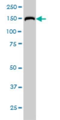 Western Blot RAGEF2 Antibody (2C5)