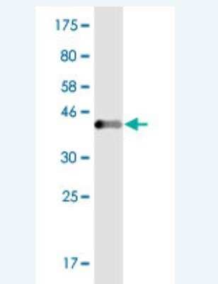 Western Blot: RAGEF2 Antibody (3A9) [H00051735-M02] - Detection against Immunogen (36.63 KDa) .
